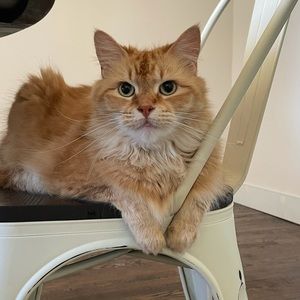 Meet your Posher, Priscila